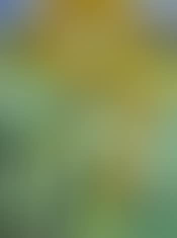 Sunflowers in the artist's garden (preview)