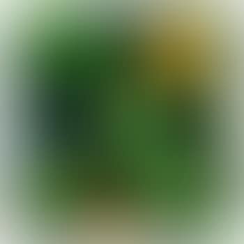 Zucchine tonde (preview)