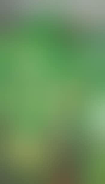 Cabbages (preview)