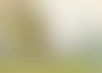 Paysage aux arbres (preview)