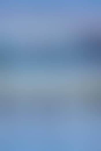 Black swans near Shoalhaven (preview)