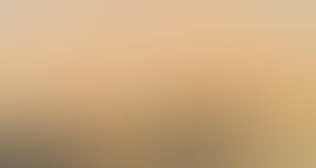 Cows resting at dusk (preview)