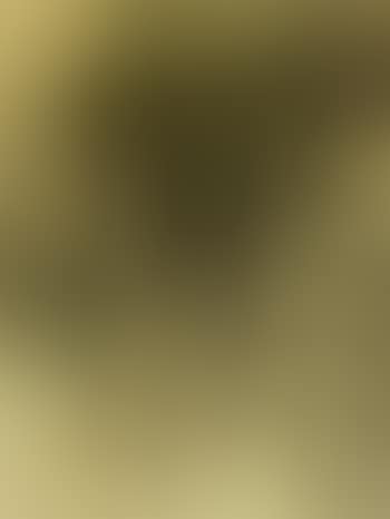 Kauri (preview)