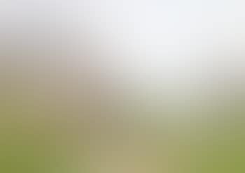 Feeding the lambs, and shepherd by a gate (preview)
