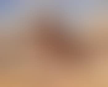 Herding cattle (preview)