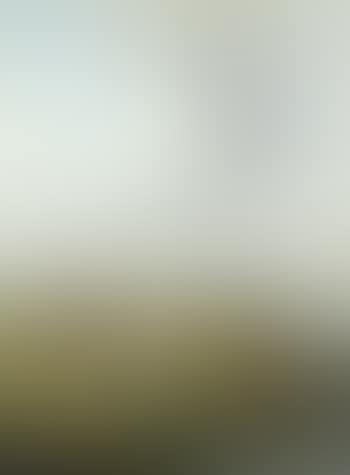 Cattle in a pasture (preview)