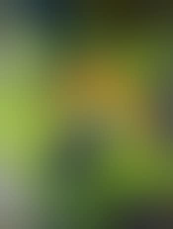 Sunflower (preview)