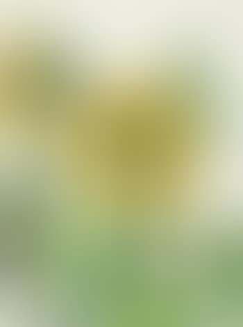 Sunflowers (preview)