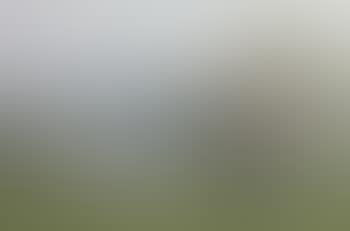 Sheep and their lambs in a springtime landscape (preview)