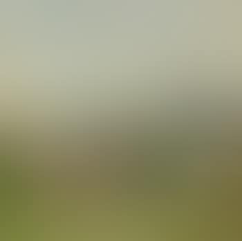 Paysage du midi (preview)
