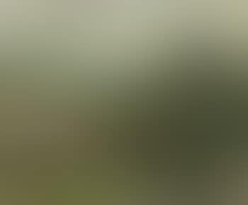 Scenery of a Pond (preview)