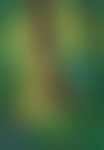 Tropical Forest (preview)