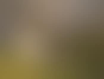 Portrait Of A King Charles Spaniel In A Landscape (preview)