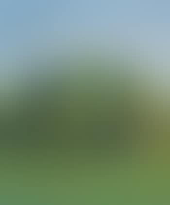 Alberi Di Primavera (preview)