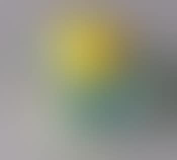 Head yellow dog (preview)
