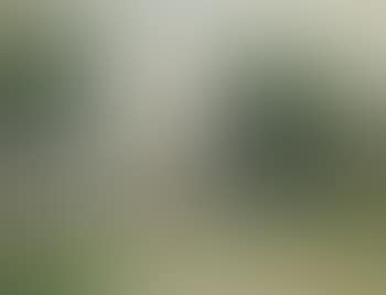 Paysage (preview)