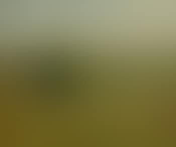 Paysage (preview)