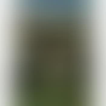 Cows on a Hillside (preview)