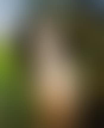 Microcycas calocoma (Cycads series) (preview)
