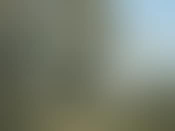 Walking in a wooded landscape (preview)
