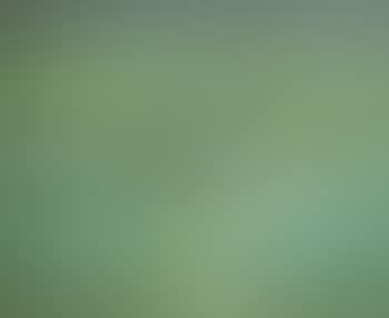 Lotus Pond (preview)