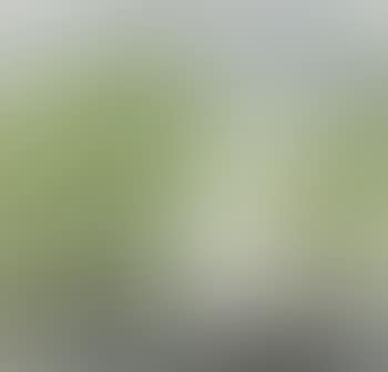 Willow (preview)
