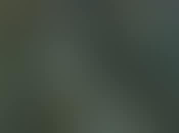 Rainforest with filtering sunlight (preview)