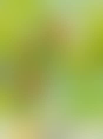 Floral Still Life (preview)