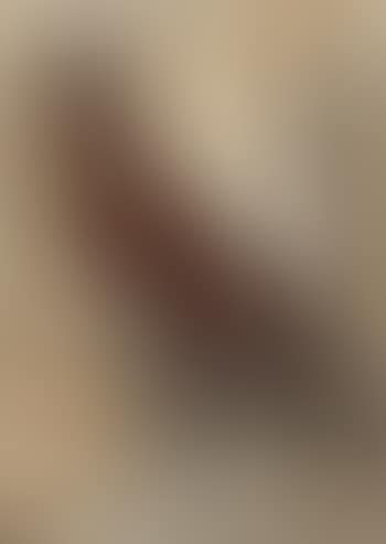Perroquet (preview)