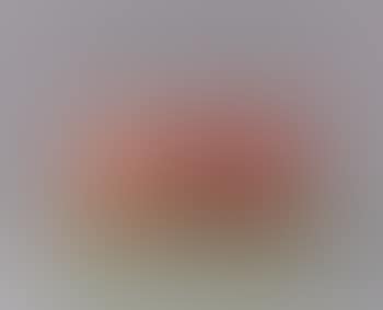 Two cloned red polar bears (preview)