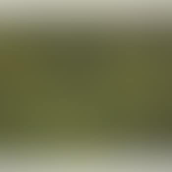 Lotus Pond (preview)