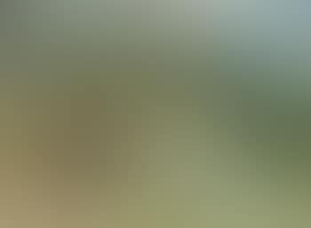 Bush scene (preview)