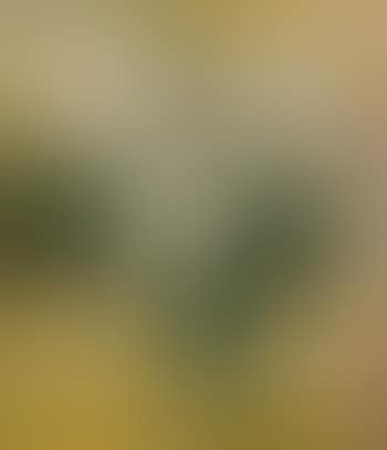 Dalie bianche nel vaso (preview)