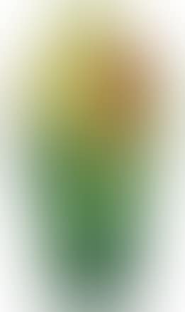 Tulip vase (preview)