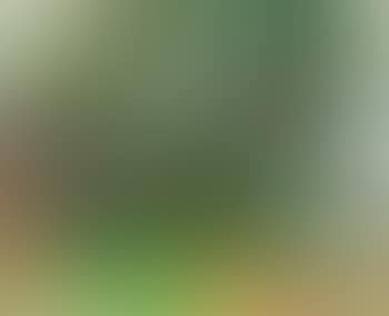 Alberi a Velate (preview)