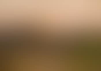 Wheat harvest (preview)
