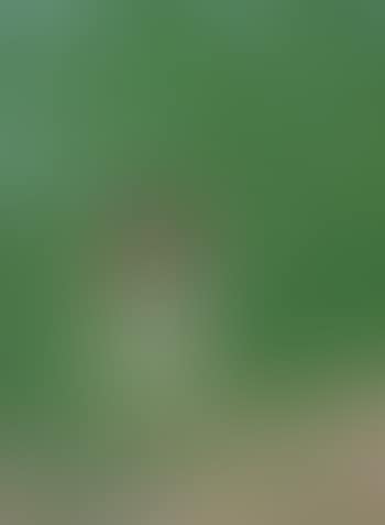 Ada in Woods (preview)