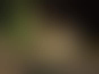 Night sounds (mule deer) (preview)