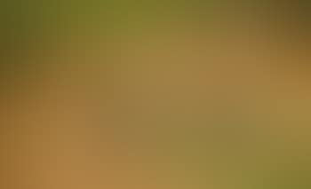 Red fox on patrol (preview)