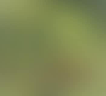 Primroses and Goldenrod (preview)