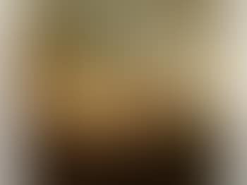 Shorthorn bull. Cow (preview)