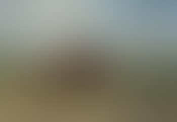 A Bison (preview)