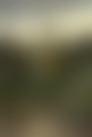 Aumance (preview)