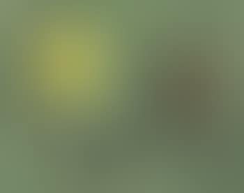 L'Oiseau s'envole vers la zone où le duvet pousse sur les collines encerclées d'or (The Bird Flies Off to Where Down Grows on the Gold-Rimmed Hills) (preview)