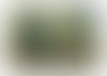 Nature morte (preview)