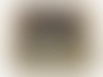 Study of a black-and-white English springer spaniel (preview)