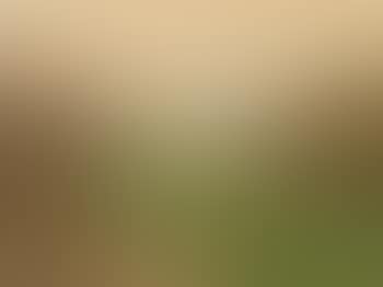 Landscape (preview)