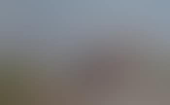 Cow and three sheep on coastal pasture (preview)
