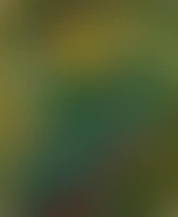 Blumenrabatte mit Sonnenblumen (preview)