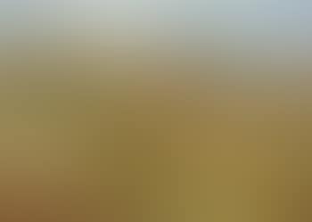 The Cornfield (preview)
